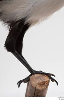 Common magpie Pica pica foot 0001.jpg